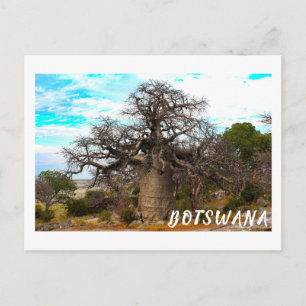 Kubu Island Baobab Träd Baobabs Botswana Scenery Vykort