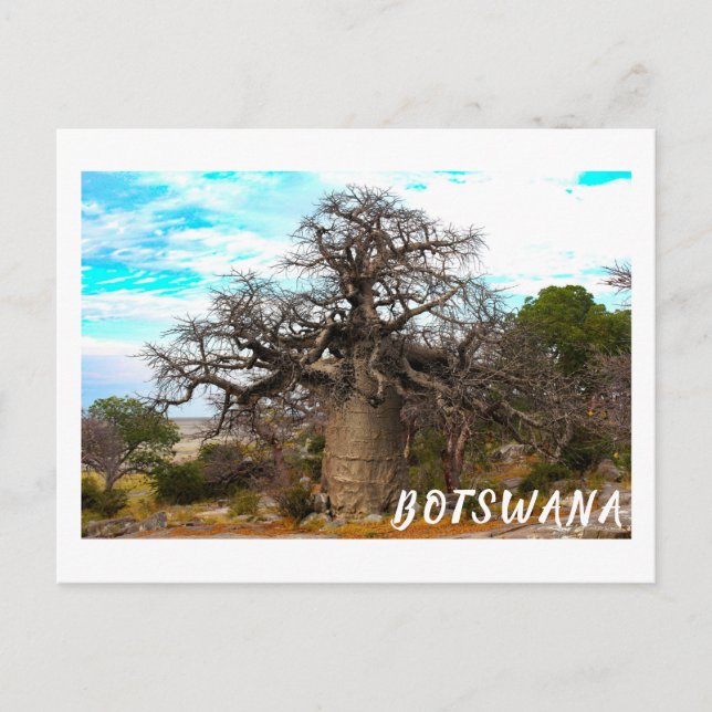 Kubu Island Baobab Träd Baobabs Botswana Scenery Vykort (Framsida)