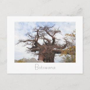 Kubu Island Baobab Träd Botswana Scenery Postcard Vykort