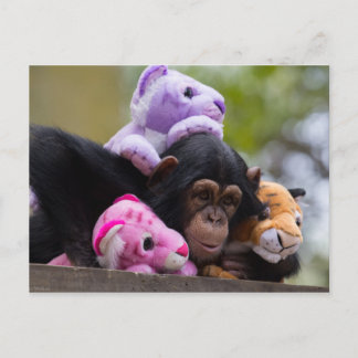 Kudda Chimp & Animal Friends Vykort