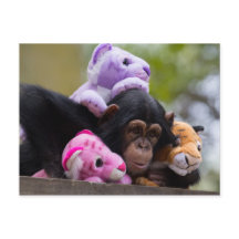 Kudda Chimp & Animal Friends