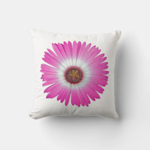 Kudde den Shasta daisyn i "shock rosa ",