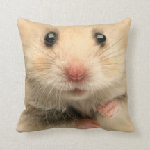 Kudde husdjur hamster