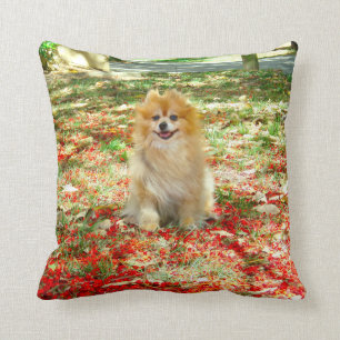 Kudde le Pomeranian röda blommor