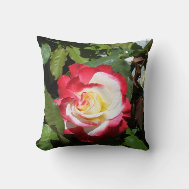 Kudde med den röda tippade ursnygga Balboaön steg (Framsida)