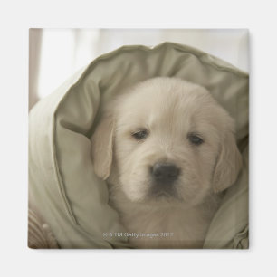 Kudde runt om hunden magnet