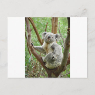 Kuddly Koala Vykort