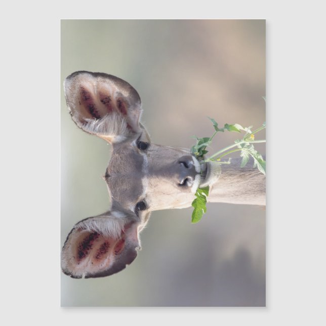 Kudu porträtt (Framsida)