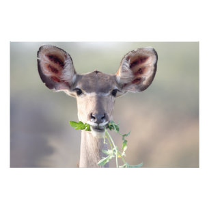 Kudu porträtt fototryck