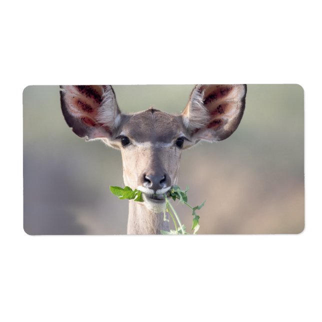 Kudu porträtt fraktsedel (Framsidan)