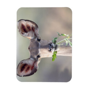 Kudu porträtt magnet