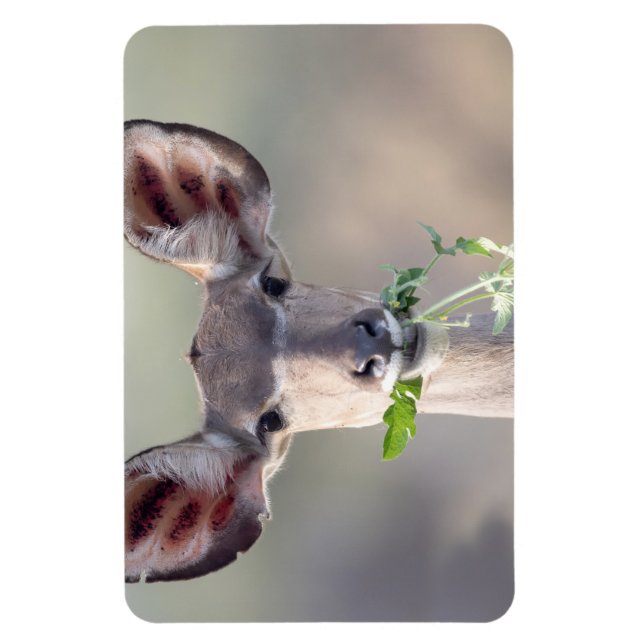 Kudu porträtt magnet (Vertikal)