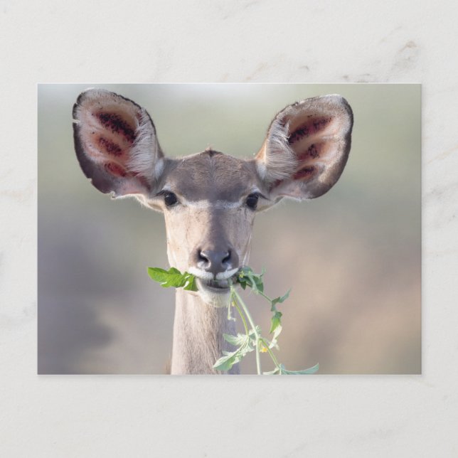 Kudu porträtt vykort (Framsida)