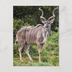 Kudu. Vykort