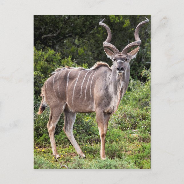 Kudu. Vykort (Framsida)