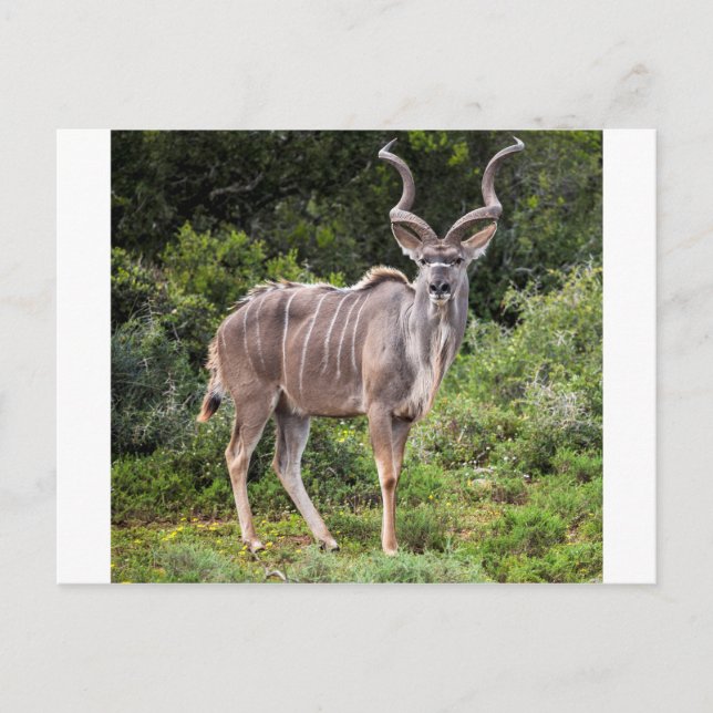 Kudu. Vykort (Framsida)