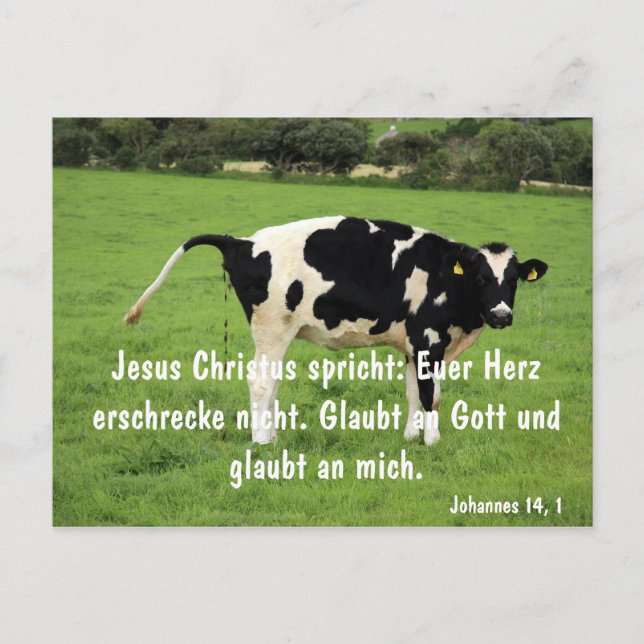 Kuh Vykort (Framsida)