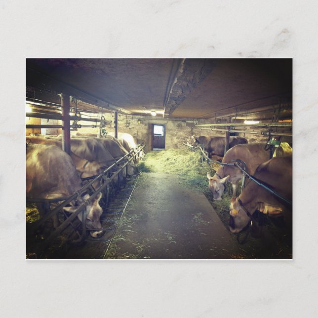 Kuhstall Vykort (Framsida)