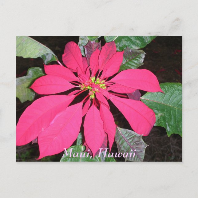 Kula Poinsettia Vykort (Framsida)