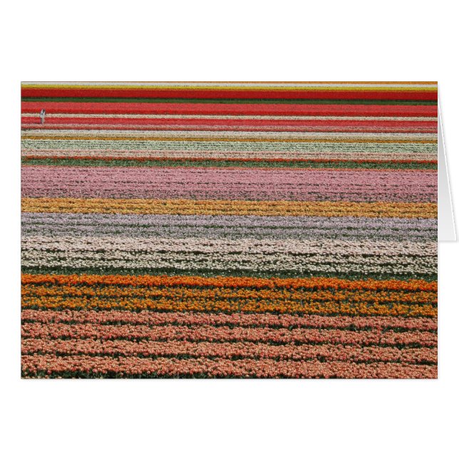 Kulajordbruk Hälsningskort (Framsidan Horizontal)