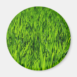 Kulblad av gräs magnet