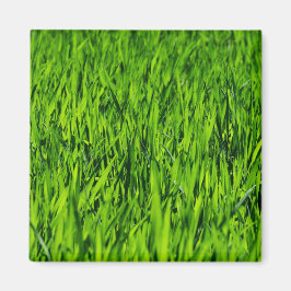 Kulblad av gräs magnet