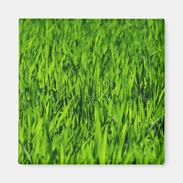 Kulblad av gräs magnet (Framsidan)