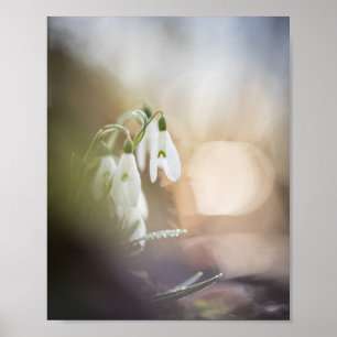 Kuldroppsfoto Poster