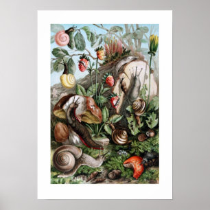 Kulor och sniglar poster