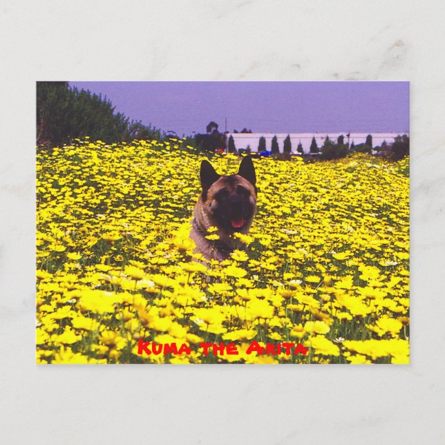 Kuma Akita Vykort (Framsida)