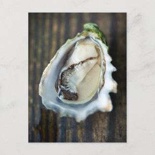 Kumamoto Oyster-vykort Vykort