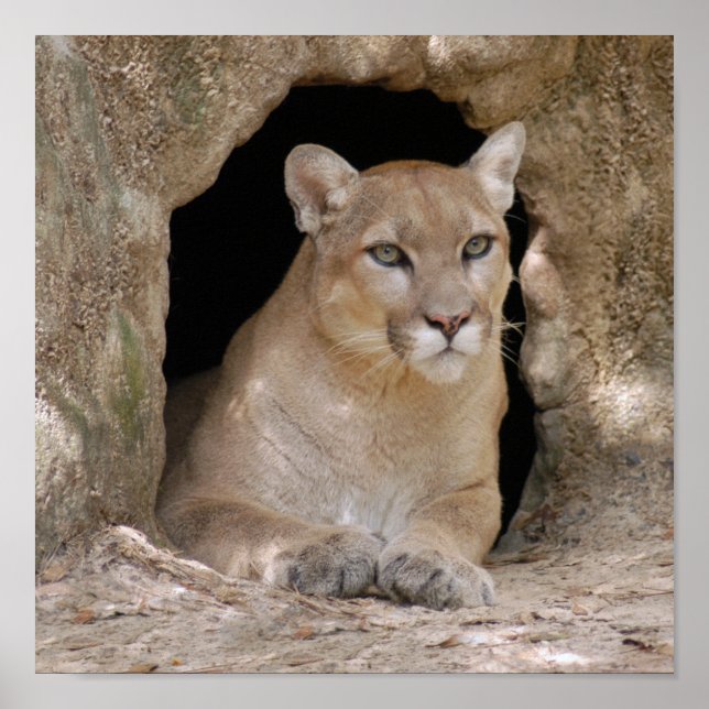 Kumar 012 poster (Framsidan)