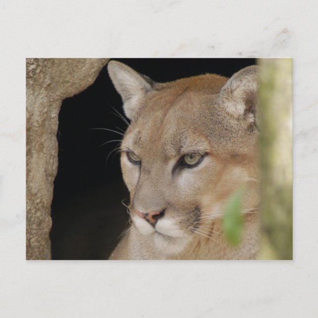 Kumar 013 vykort (Framsida)