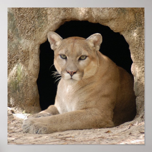 Kumar 014 poster (Framsidan)