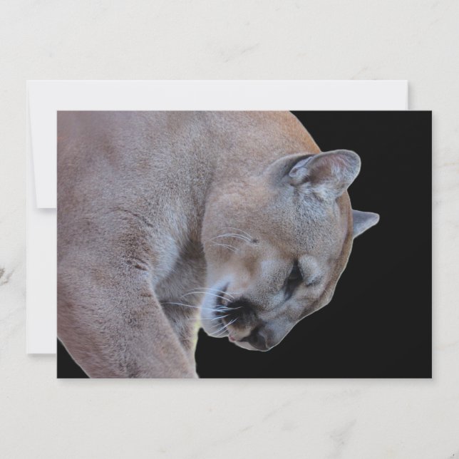 Kumar/Florida Panther/Puma-platta kort (Framsida)
