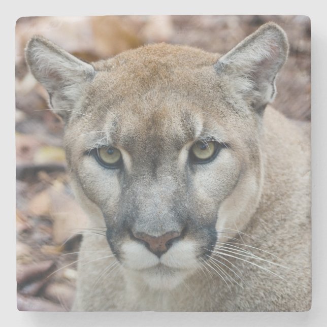Kumar, lejona bergsområde, Florida panter, Puma 2 Underlägg Sten (Framsidan)