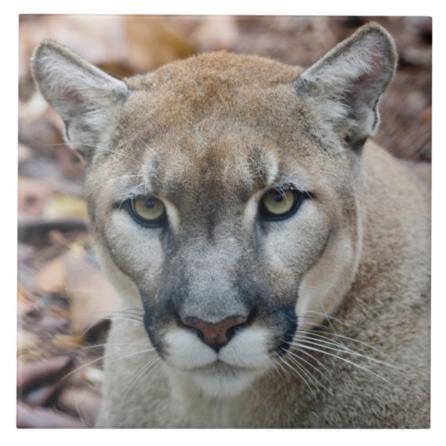 Kumar, lejona bergsområde, Florida panter, Puma Kakelplatta (Framsidan)