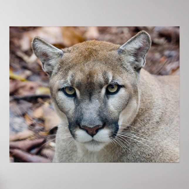 Kumar, lejona bergsområde, Florida panter, Puma Poster (Framsidan)