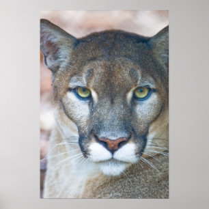 Kumar, lejona bergsområde, Florida panter, Puma Poster