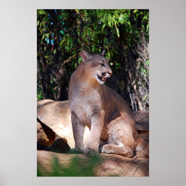 Kumarposter Poster (Framsidan)