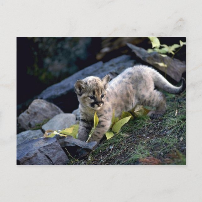 Kumarsex veckor gammal unge vykort (Framsida)