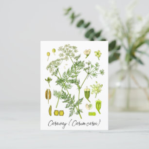 Kummin ört gammal botanisk illustration  vykort