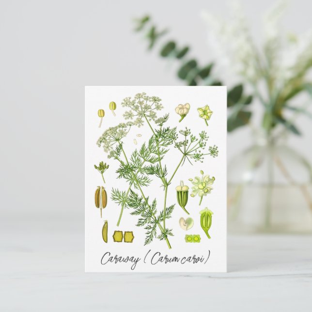 Kummin ört gammal botanisk illustration  vykort (Stående Fram)