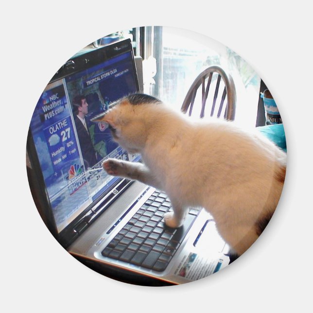 Kumpor Cat Magnet (Framsidan)