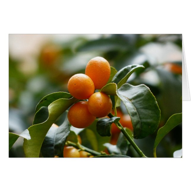 Kumquats på Kumquat Träd Gren Hälsningskort (Framsidan Horizontal)