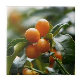 Kumquats på Kumquat Träd Gren Kakelplatta