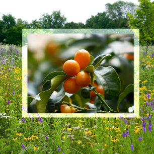 Kumquats på Kumquat Träd Gren Vykort
