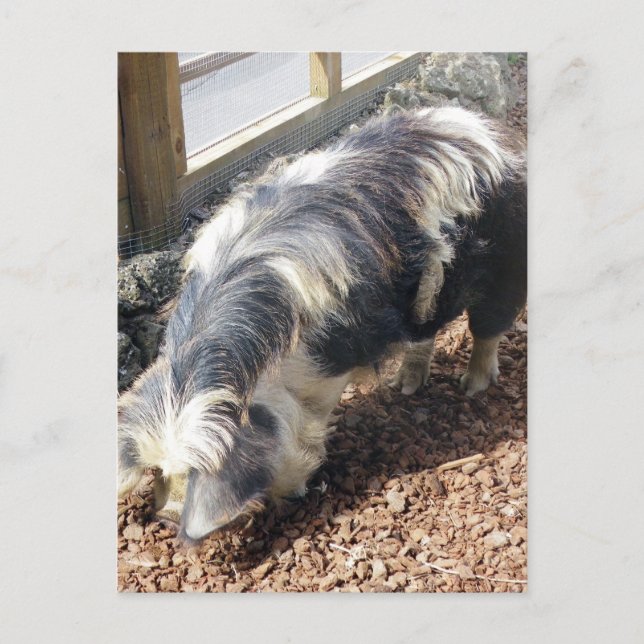 Kunekune Gris Vykort (Framsida)