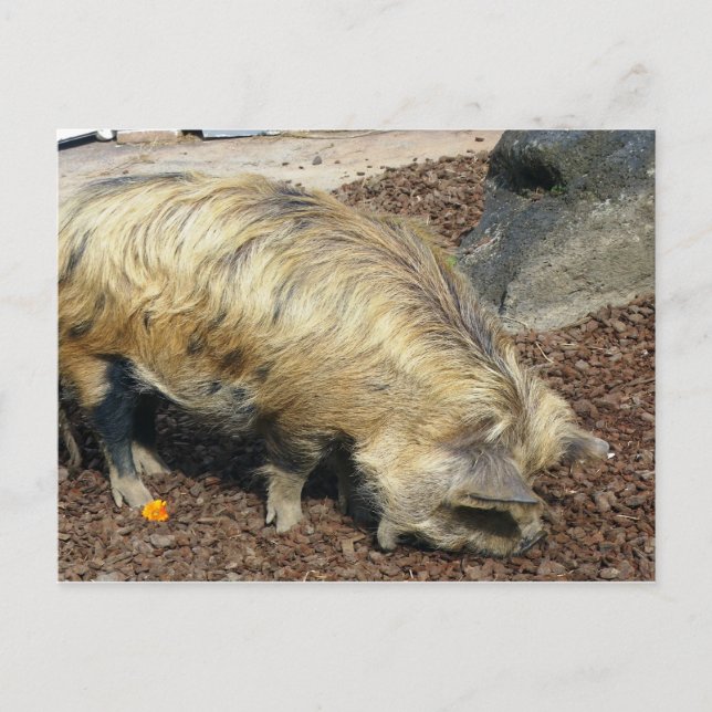 Kunekune Gris Vykort (Framsida)