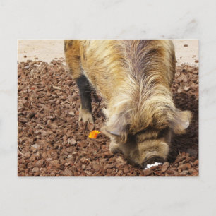 Kunekune Gris Vykort